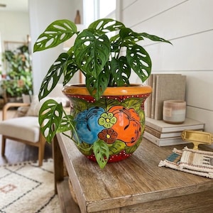 May include: A potted Swiss cheese plant with vibrant green leaves sits in a colorful ceramic planter. The planter features a hand-painted design with blue, orange, and yellow flowers against a red and green background. The pot is on a wooden table.