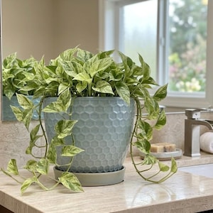 May include: A potted plant with variegated green and white leaves in a light blue, honeycomb-patterned ceramic pot. The pot sits on a matching saucer. The plant is on a bathroom countertop.