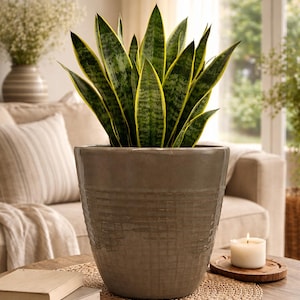 May include: A potted snake plant with green and yellow striped leaves sits in a textured, gray ceramic pot. The plant is on a wooden table with a woven placemat, books, and a lit candle. The background includes a sofa and window.