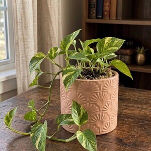 May include: A potted pothos plant with green and yellow variegated leaves. The plant is in a peach-colored ceramic pot with a sunburst pattern. The pot sits on a wooden table, with a window and bookshelf in the background.