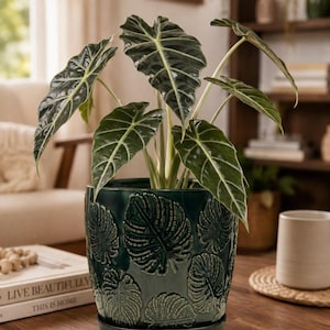 Puede incluir: Una maceta de cerámica verde oscuro con un patrón de hojas en relieve en el exterior y un plato a juego. La maceta contiene una planta Alocasia con grandes hojas de color verde oscuro en forma de flecha y venas blancas prominentes.