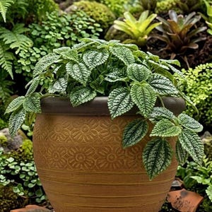 May include: A set of three ceramic mugs with a speckled, matte finish. The mugs are in shades of cream, light gray, and dark gray. Each mug has a simple, minimalist design, perfect for coffee or tea.