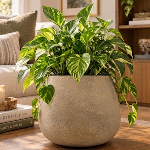 May include: A lush Epipremnum aureum plant with variegated green and yellow heart-shaped leaves potted in a round, textured, light gray concrete planter. The plant features long, trailing vines that drape over the sides of the sturdy, wide-based container.
