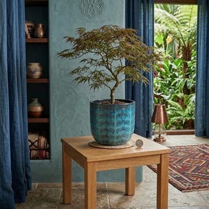 May include: A small, square wooden table with a potted bonsai tree. The blue ceramic pot has a geometric pattern. The room has blue curtains, a rug, and a shelf with decorative pottery. A copper lamp sits nearby.