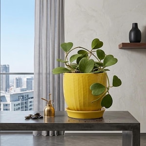 May include: A yellow ceramic planter with a textured surface, holding a Hoya kerrii plant with heart-shaped leaves. A small brass watering can and a pile of black stones sit on a dark gray table. The scene is set against a cityscape view.