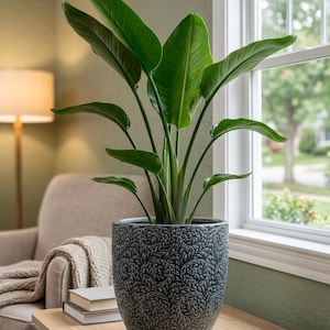 Peut inclure: Une plante Oiseau du Paradis au feuillage vert vif, composée de grandes feuilles larges et pointues, placée dans un pot en céramique cylindrique gris foncé. Le pot présente un motif en relief détaillé de petites feuilles en spirale.