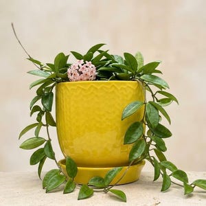 May include: A vibrant yellow ceramic pot with a textured surface, holding a green plant with trailing vines and a cluster of pink flowers. The pot sits on a matching saucer, creating a cheerful display.