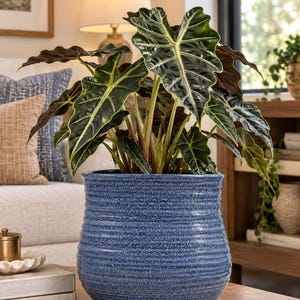 Puede incluir: Una planta Alocasia Amazonica con hojas de color verde oscuro en forma de flecha y venas blancas prominentes, plantada en una maceta de cerámica azul texturizada con estrías horizontales y acabado brillante que se estrecha hacia la base.