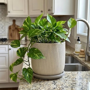 6 Inch Ceramic Barrel Planter with Attached Saucer and Drainage Hole, Light Gray and Beige Textured Flower Pot, Modern Indoor Outdoor Garden