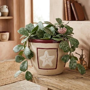 May include: A beige ceramic plant pot with a starfish design, filled with a green plant with speckled leaves and a small pink flower. The pot has a dark red rim and sits on a wooden surface.