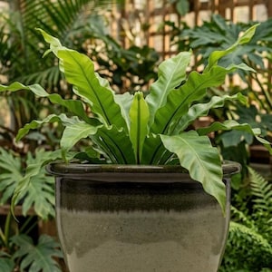 May include: A vibrant green Bird's Nest Fern plant in a dark green ceramic pot. The plant has long, wavy leaves. The pot has a two-tone finish, with a darker green band near the top. The background features other plants and a wooden structure.