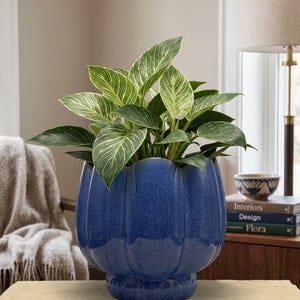 Large Blue Ceramic Planter with Drainage Hole 7x7.5 | Scalloped Flower Pot for Indoor Plants | Modern Home Decor Gift