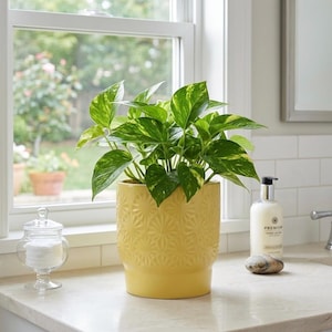 May include: A vibrant yellow ceramic planter with a textured starburst pattern holds a lush pothos plant with variegated green and yellow heart-shaped leaves. The planter sits on a light-colored countertop near a window.