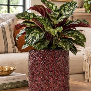 May include: A lush Calathea plant with variegated green and cream leaves and deep purple undersides, potted in a cylindrical dark red ceramic planter featuring a raised, repeating embossed leaf pattern across its entire exterior surface.