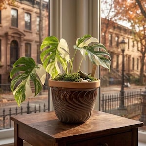 Puede incluir: Una planta de Monstera en maceta con hojas verdes y blancas abigarradas se encuentra sobre una mesa de madera. La maceta de cerámica marrón tiene un diseño texturizado y ondulado. La planta está cerca de una ventana.