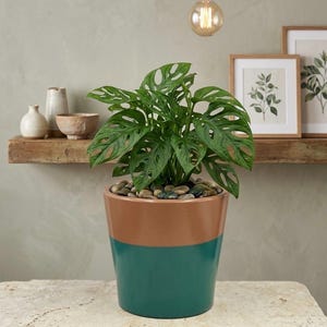 Modern Two-Tone Barrel Planter - Handcrafted Clay Pot with Drainage - 7" Green and Brown Indoor Outdoor Plant Pot - Handmade in Vietnam