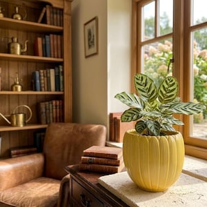 Könnte beinhalten: Ein leuchtend gelber Keramikübertopf mit vertikaler Rillenstruktur enthält eine Calathea-Pflanze mit gemusterten grün-weißen Blättern. Der Übertopf steht auf einem hellen Steinsims neben einem Fenster, in der Nähe eines Ledersessels und Bücherregals.