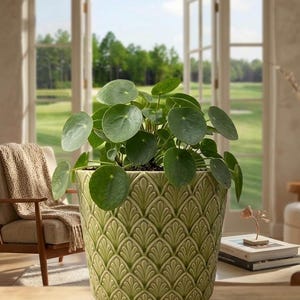 May include: A Pilea peperomioides plant with round, dark green leaves potted in a light green ceramic planter. The planter features a repeating embossed fan-shaped pattern across its exterior surface, providing a textured appearance.