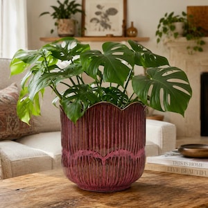 May include: A deep magenta ceramic planter with a vertical ribbed texture and a scalloped top edge. The planter features a glossy finish and contains a lush green Monstera plant with large, split leaves extending outward from the centre.
