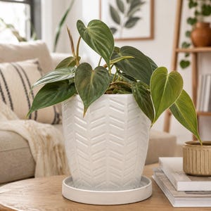 Puede incluir: Una planta Philodendron hederaceum con hojas verdes en forma de corazón en una maceta de cerámica blanca. La maceta presenta un patrón de espiga en relieve en su exterior y se asienta sobre un plato circular de cerámica blanca.