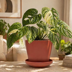 6 Inch Terracotta Ceramic Planter with Saucer - Modern Round Indoor Pot for Houseplants - Minimalist Boho Home Decor - Clay Orange Flower
