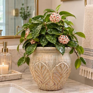 May include: A Hoya plant with glossy, speckled green leaves and clusters of small, pale pink star-shaped flowers, potted in a round, textured beige ceramic planter featuring a raised leaf-pattern design around the exterior.