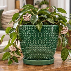 May include: A glossy dark green ceramic plant pot with a textured dimpled surface and a matching saucer. The pot contains a Hoya plant with variegated green leaves and clusters of small, star-shaped pale pink flowers cascading over the sides.