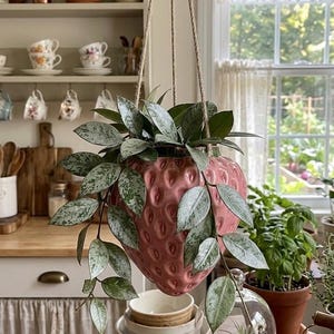 May include: A hanging strawberry-shaped planter filled with a leafy green plant. The pink ceramic planter is suspended by rope from a decorative hook. The background includes a kitchen with shelves, plants, and a window.