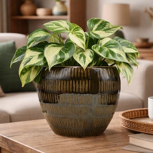 Olive Green Ribbed Ceramic Planter, Vintage Style Textured Cachepot, 5 Inch Small Round Plant Pot, Rustic Montana Cabin Decor, Planter Pot