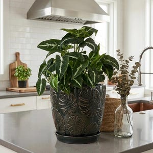 Puede incluir: Una planta verde frondosa con vetas blancas en una maceta decorativa gris oscuro con un patrón de hojas. La maceta está sobre una encimera gris en una cocina. Una pequeña planta en una tabla de cortar de madera está en el fondo.