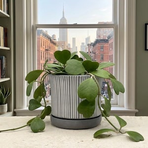 Pode incluir: Planta Hoya kerrii em vaso de cerâmica com listras cinza e branco. As folhas têm formato de coração. Ao fundo, uma vista da cidade com o Empire State Building.