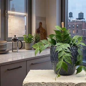 May include: A kitchen scene featuring a large, textured, dark blue ceramic pot with a green leafy plant. Other elements include a stack of plates, a French press, and small potted herbs on a marble countertop. A cityscape is visible through the window.