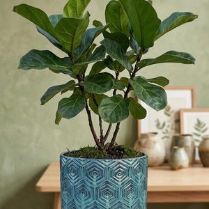 May include: A potted Fiddle Leaf Fig plant with large, green leaves. The plant is in a teal-colored ceramic pot with a geometric pattern. The pot is sitting on a white surface.