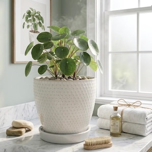 May include: A Pilea peperomioides plant in a white textured pot, set on a marble countertop. The plant has large, round green leaves. Other items include a framed botanical print, towels, bath oil, soap, and a brush.