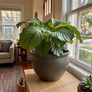 May include: A lush Calathea orbifolia plant with large, rounded, vibrant green leaves featuring prominent silver-white veins, potted in a round, dark gray, speckled ceramic planter with a smooth, matte finish and a wide, curved rim.