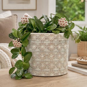 May include: A potted Hoya plant with green leaves and clusters of small, pink flowers. The plant is in a cylindrical, off-white ceramic pot with a detailed floral pattern. The pot sits on a wooden surface.