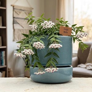 Light Blue Hoya Bella Pot with Attached Saucer and Drainage Hole | 4.5” Opening Modern Ceramic Planter for Hoya, Snake Plant, & Succulents