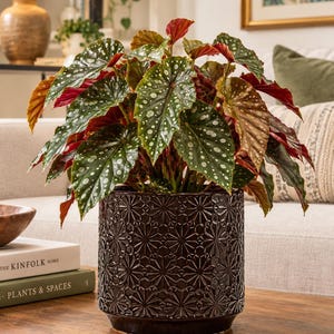 May include: A potted begonia plant with dark green, heart-shaped leaves featuring silver spots and deep red undersides. The plant is housed in a cylindrical, dark brown ceramic pot with a repeating geometric starburst pattern embossed on the exterior.