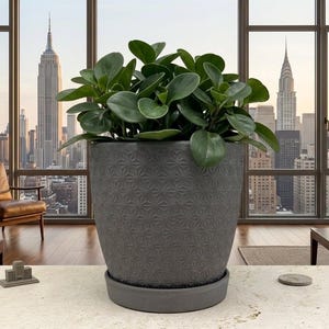 May include: A large, grey, patterned plant pot filled with a leafy green plant. The pot sits on a matching saucer. The background features a cityscape with tall buildings and a window.