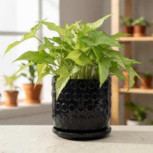 Jardinière tonneau moderne en céramique noire avec soucoupe attachée - Pot de plante extérieur texturé rond de 6 pouces avec système de drainage - Maison minimaliste