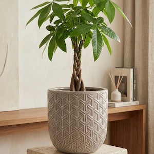 May include: A Money Tree plant in a gray ceramic pot with a geometric pattern. The plant has a braided trunk and vibrant green leaves. The pot sits on a stone block, with a wooden shelf and decor in the background.