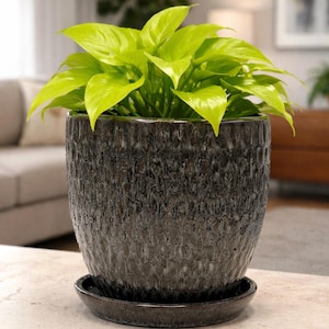 May include: A potted plant with bright green leaves sits in a dark gray textured ceramic pot with a matching saucer. The plant is indoors, with a neutral background.