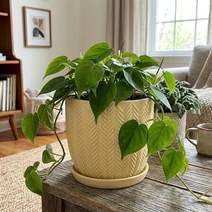 May include: A light yellow ceramic planter with a textured herringbone pattern and a matching circular saucer. The planter contains a trailing heart-leaf philodendron plant with vibrant green, heart-shaped leaves cascading over the sides.