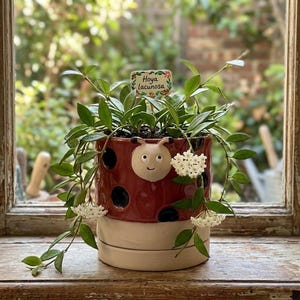 May include: A red ceramic ladybug planter with black spots, holding a Hoya lacunosa plant. The planter has a smiling ladybug face and a beige base. The plant has green leaves and white flowers. A small sign reads "Hoya lacunosa".