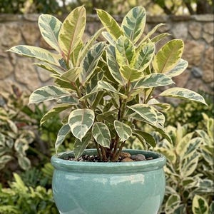 Puede incluir: Una planta de Ficus elastica 'Variegata' con hojas verdes, crema y rosas en una maceta de cerámica turquesa. La maceta tiene un acabado brillante y una forma redondeada. La planta está sobre una superficie de piedra.