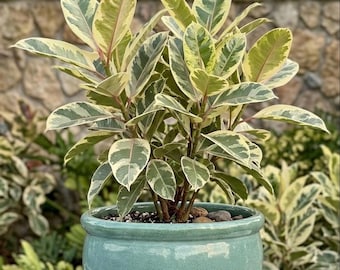 Large Green Glazed Ceramic Planter, 11 Inch Round Flower Pot, Handmade Vietnamese Pottery, 9" Opening, Heavy Duty Garden Decor