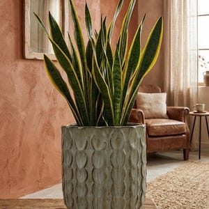 May include: A tall snake plant with dark green leaves and yellow edges potted in a cylindrical ceramic planter. The planter features a light gray, textured, scalloped pattern across its surface. The text @LeafPottery is visible above the plant.