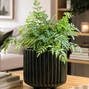 May include: A vibrant green fern plant with delicate, lacy fronds is potted in a dark forest green ceramic planter. The planter features a vertical ribbed texture and is supported by three small, rounded feet, creating a stable base.