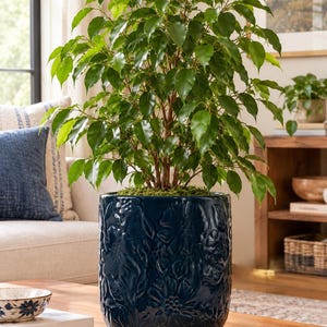 Peut inclure: Une plante Ficus benjamina au feuillage vert luxuriant et brillant, installée dans un pot en céramique bleu marine profond. Le pot cylindrique présente un motif floral et botanique en relief sur toute sa surface extérieure.