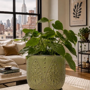 May include: A sage green ceramic planter with a textured, embossed teardrop and floral pattern, featuring a matching saucer and a vibrant green leafy plant with heart-shaped foliage growing from the top of the container.